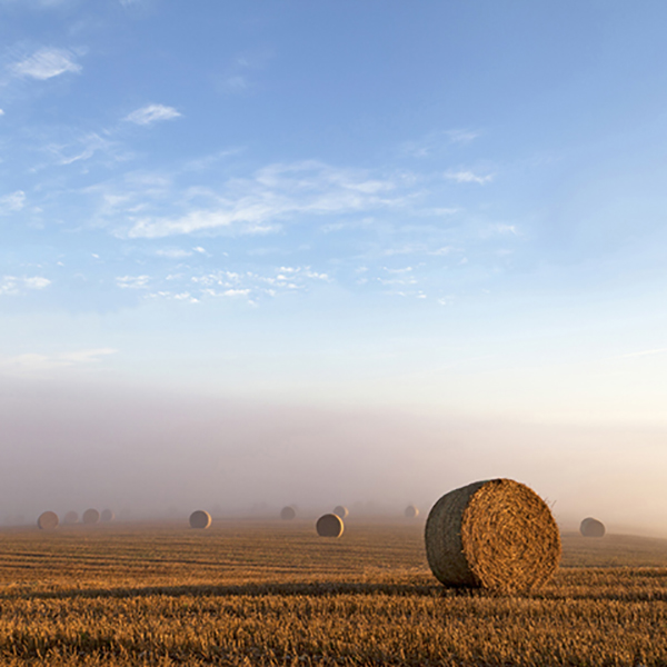 CL Harvest Mist Stapleford