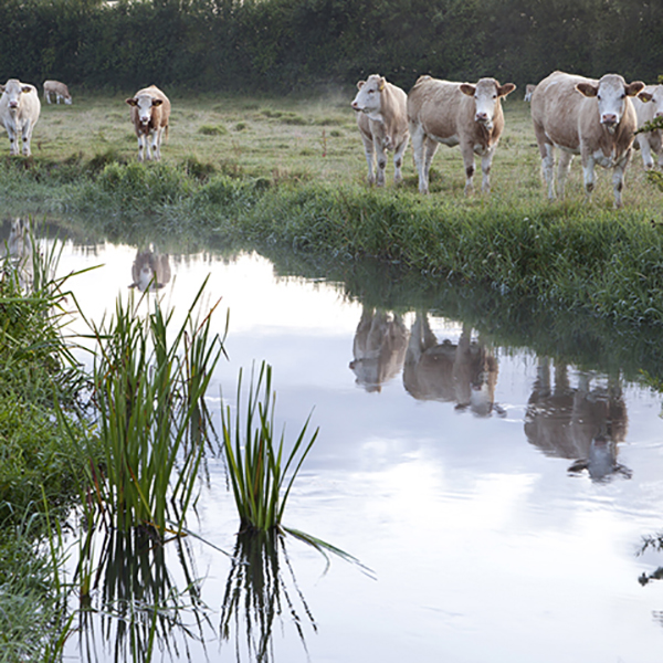 CL The River Ebble Odstock