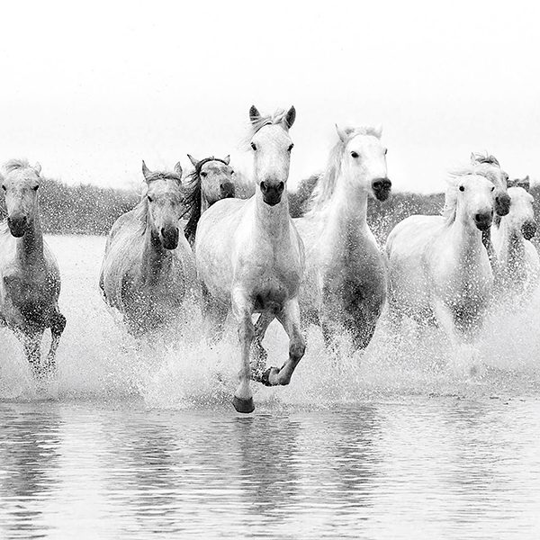Sally Edwards-Galloping Mares