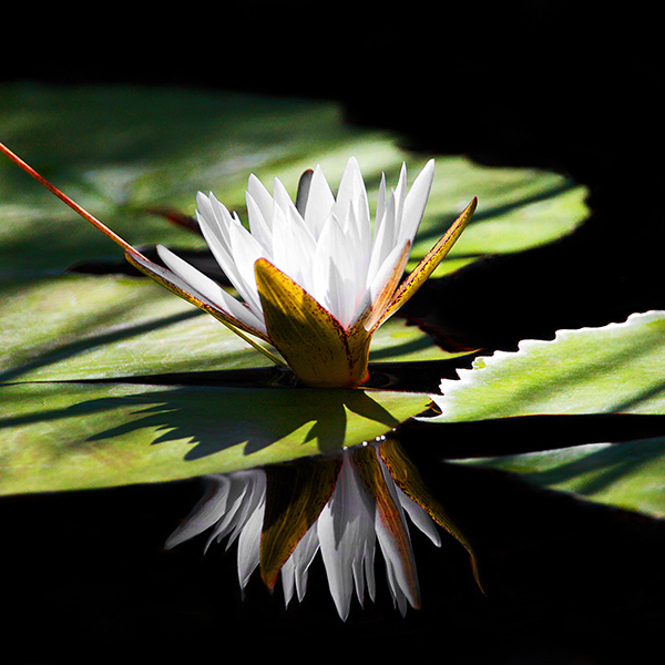 Sally Edwards-Lily White