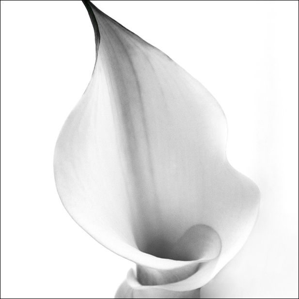 Sally Edwards-Orchid White