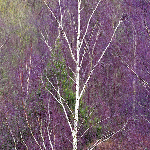 Sally Edwards-Purple Rain