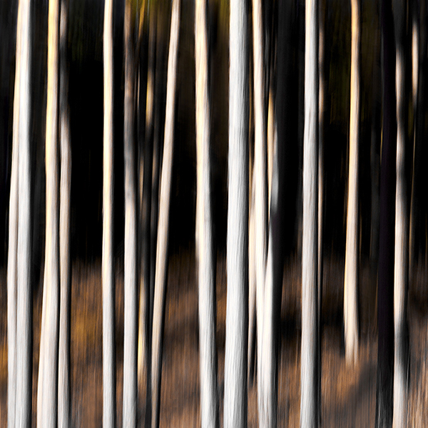 Sally Edwards-Winter Woods